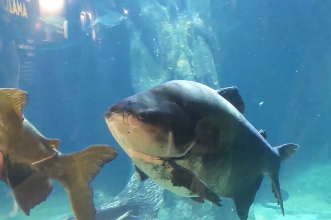 Vancouver AquariumTickets - Highlights of the Aquarium Experience