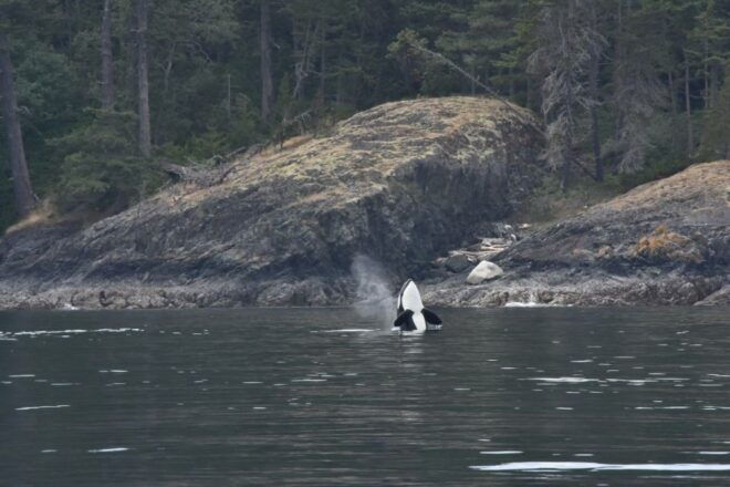 Vancouver, BC: Whale Watching Tour - Inclusions and Additional Services