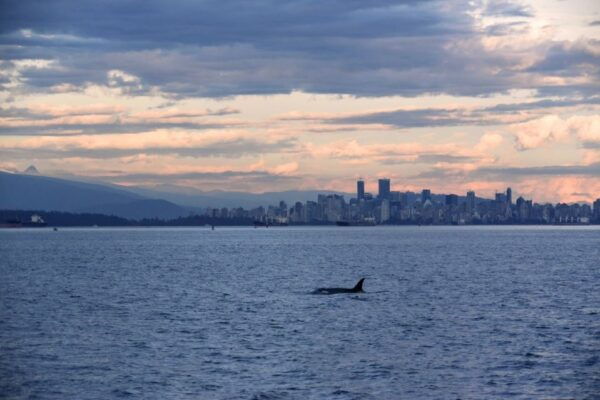 Vancouver, BC: Whale Watching Tour - Customer Reviews and Ratings