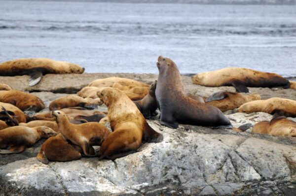 Vancouver, BC: Whale Watching Tour - Pricing and Booking Details