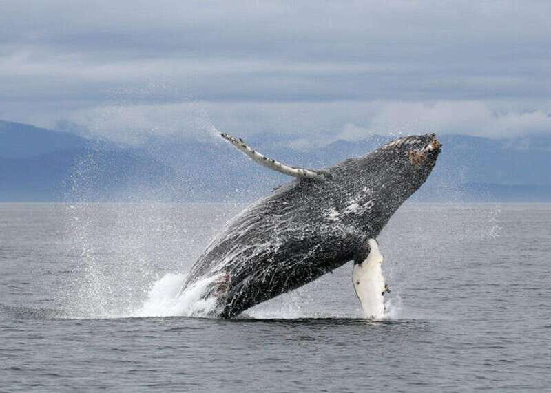 Vancouver, BC: Whale Watching Tour with Guide - Good To Know