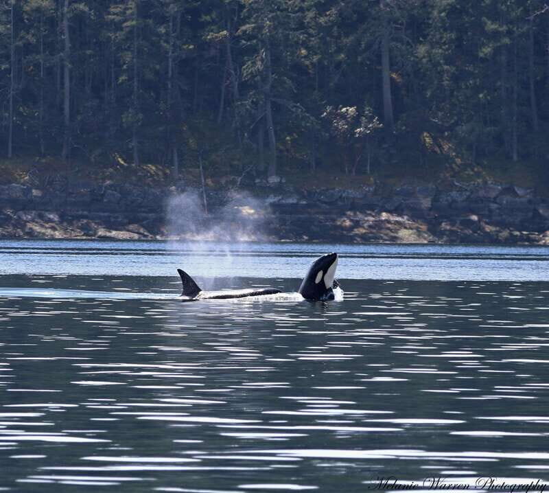 Vancouver, BC: Whale Watching Tour with Guide - FAQs