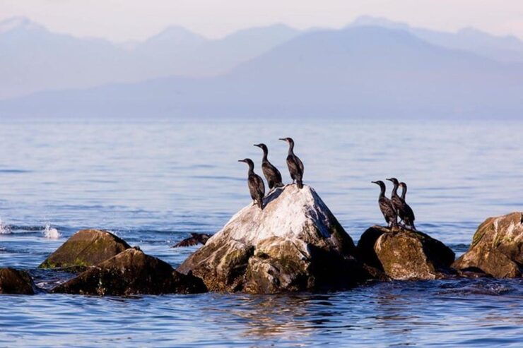 Vancouver, Bc: Whale Watching Tour With Guide - Experience Highlights