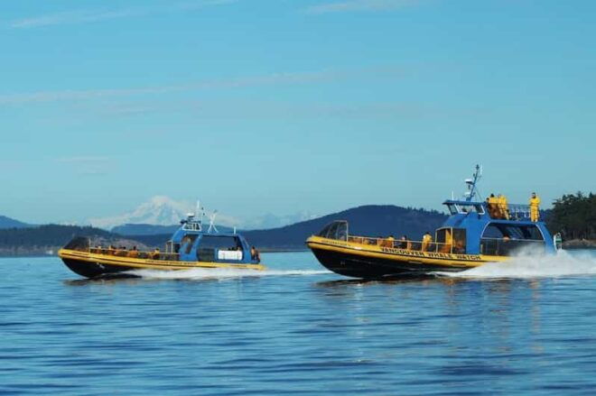 Vancouver, Bc: Whale Watching Tour With Guide - Included Amenities
