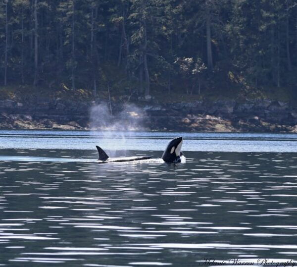 Vancouver, Bc: Whale Watching Tour With Guide - Frequently Asked Questions