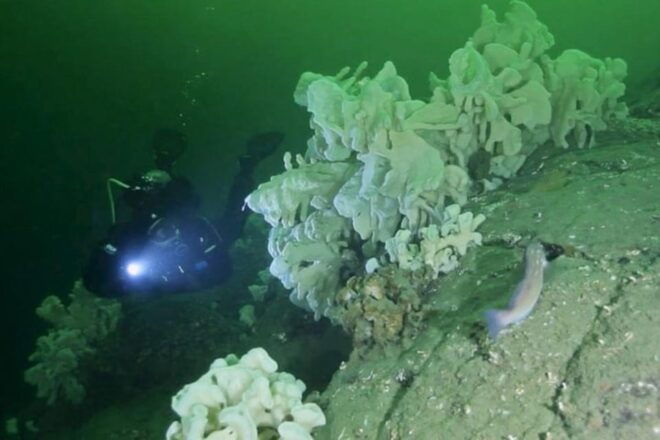 Vancouver: Boat Dive for Certified Diver, Tank & Weight Incl - Certification and Restrictions