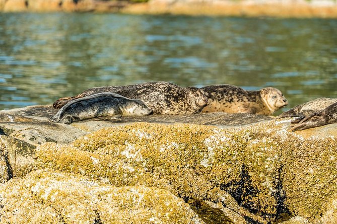 Vancouver City and Seals Scenic Boat Tour by Vancouver Water Adventures - Tour Details