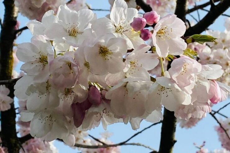 Vancouver City Tour With Cherry Blossom Festival Private - Activity Details