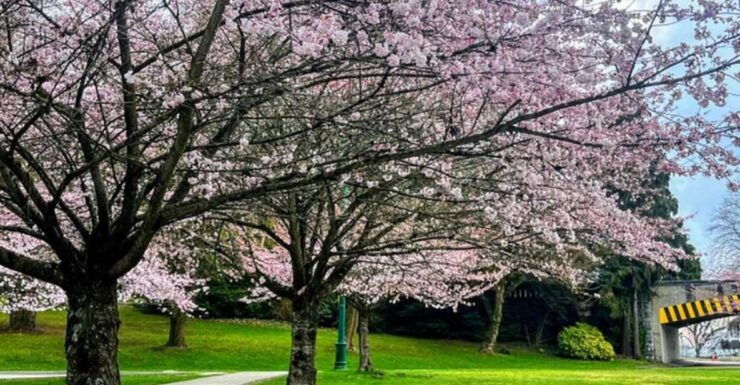 Vancouver City Tour With Cherry Blossom Festival Private - Experience Highlights