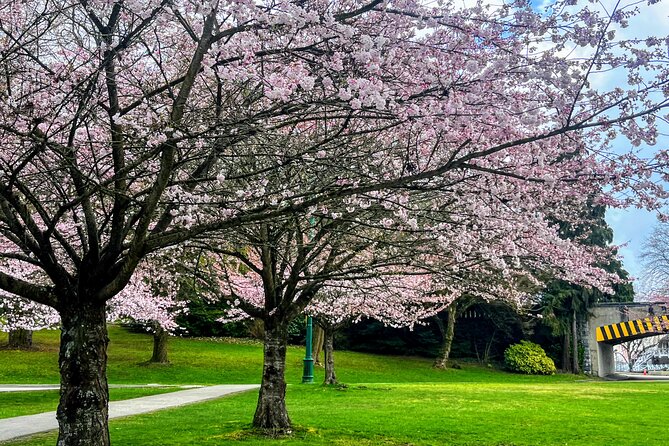 Vancouver City Tour With Cherry Blossom Festival Private - Tour Highlights