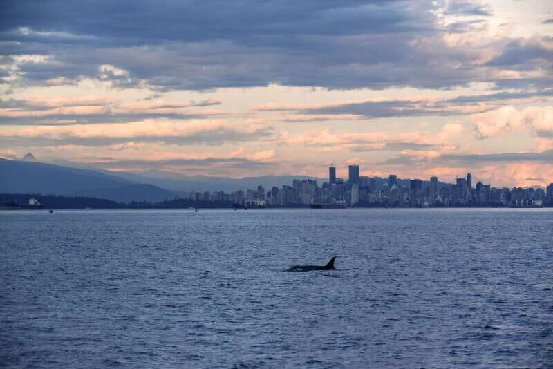 Vancouver: Covered Whale Watching Adventure with Free Photos - How Does It Value for Money?