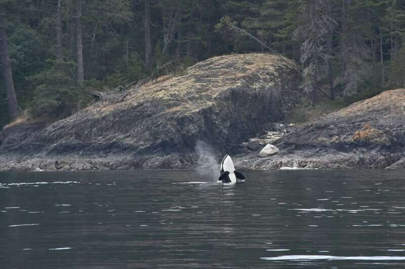 Vancouver: Covered Whale Watching Adventure with Free Photos - Final Thoughts: Who Will Love This Tour?