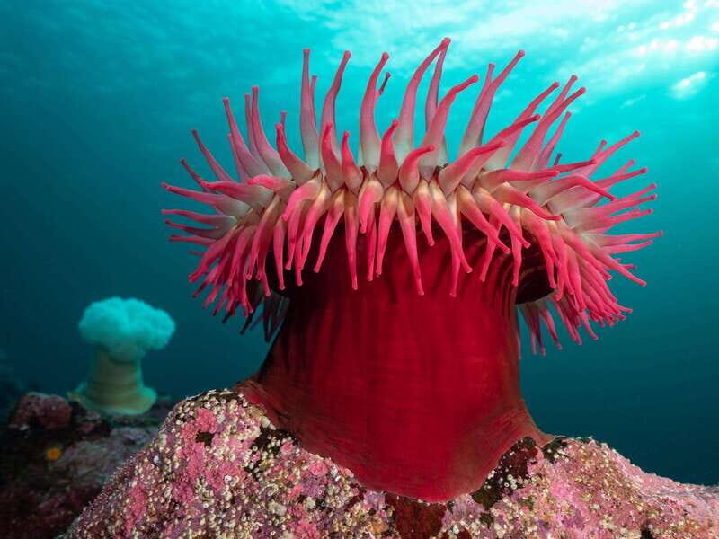 Vancouver: Discover the Best SCUBAdiving Sites by Boat - Good To Know