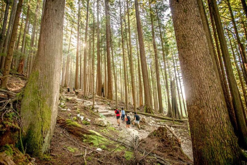 Vancouver: Guided Hiking Highlights at Grouse & Lynn Canyon - Good To Know