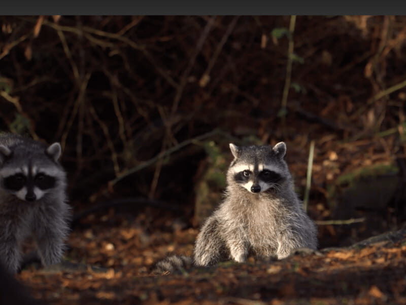 Vancouver: Haunted Halloween Trolley Tour - The Value in the Experience