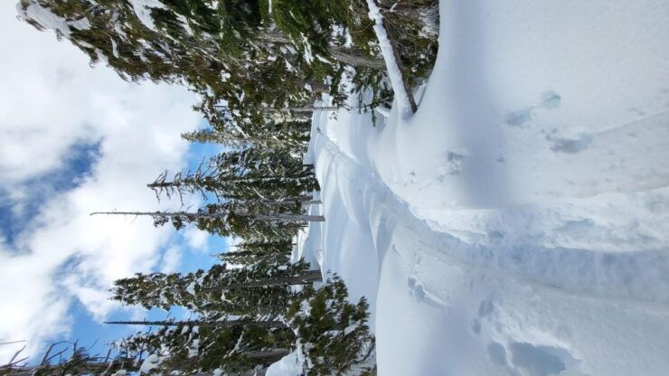 Vancouver Island Alpine Snowshoeing Tour - Highlights