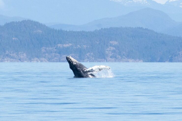 Vancouver Island: Campbell River Coastal Wildlife Adventure - Booking and Logistics