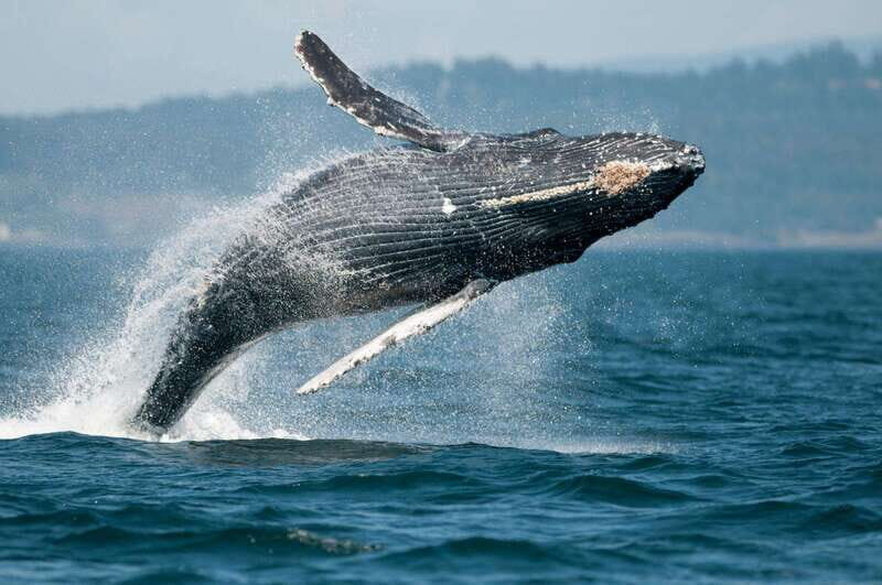 Vancouver Island: Cowichan Bay Sunset Whale Watching Tour - FAQ