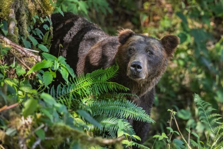 Vancouver Island: Full-Day Grizzly Bear Tour at Toba Inlet - Tour Location and Duration