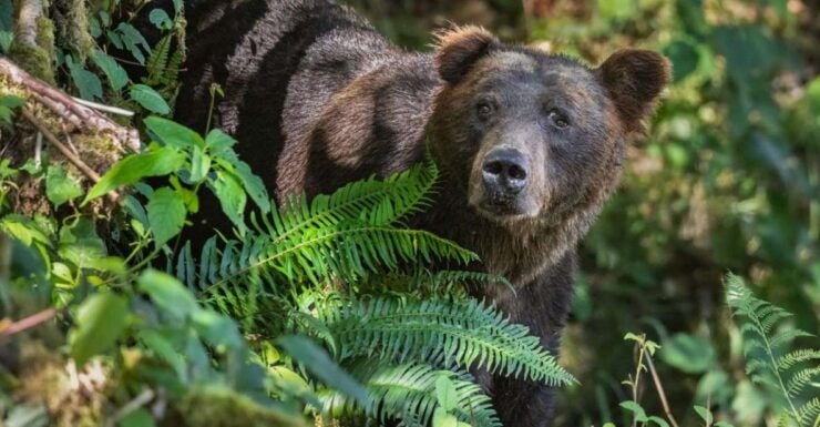 Vancouver Island: Full-Day Grizzly Bear Tour at Toba Inlet - Wildlife Observation Opportunities