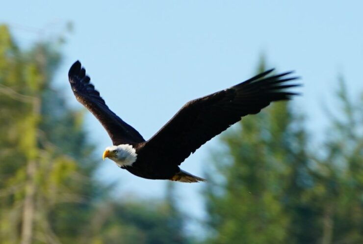 Vancouver Island: People Water Land - Indigenous & Whales - Whale Watching Adventure