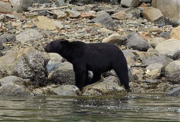 Vancouver Island: Spring Bears and Whales Full-Day Tour - Tour Duration and Features
