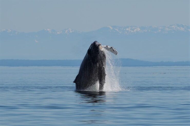 Vancouver Island: Spring Bears and Whales Full-Day Tour - Wildlife Encounters and Sightings