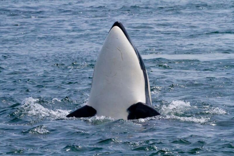 Vancouver Island: Whale Watching Tour - Good To Know