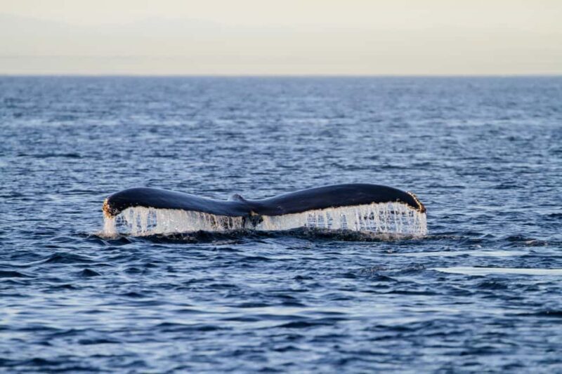 Vancouver Island: Whale Watching Tour - An In-Depth Look at the Vancouver Island Whale Watching Tour
