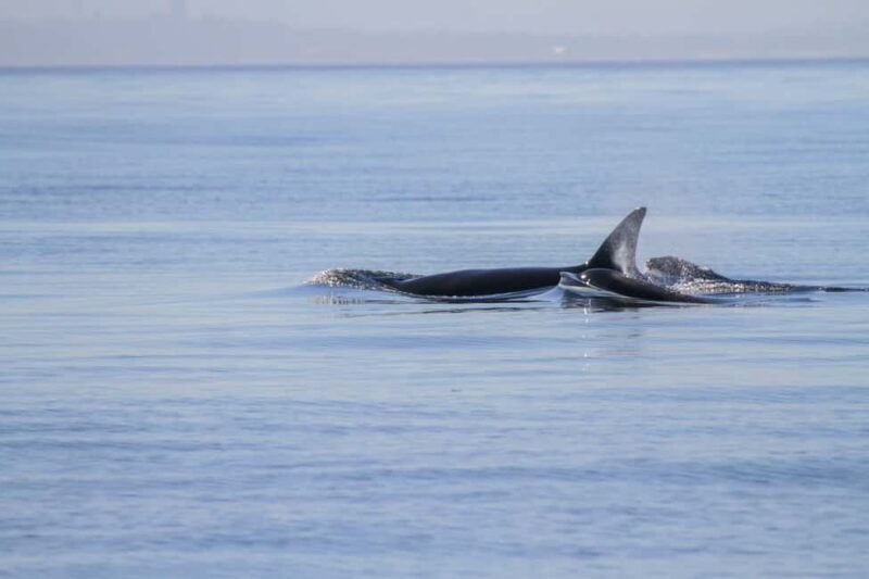 Vancouver Island: Whale Watching Tour - FAQ