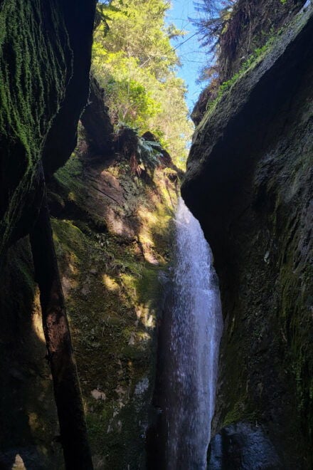 Vancouver Island: Yurt Stay, Waterfall, Beaches and Skywalk - Marine Wildlife Viewing