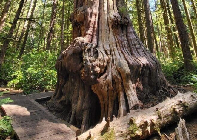 Vancouver Island: Yurt Stay, Waterfall, Beaches and Skywalk - Frequently Asked Questions