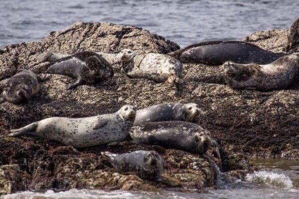 Vancouver: Morning Kayak & Seal Cruise - Equipment and Amenities Provided