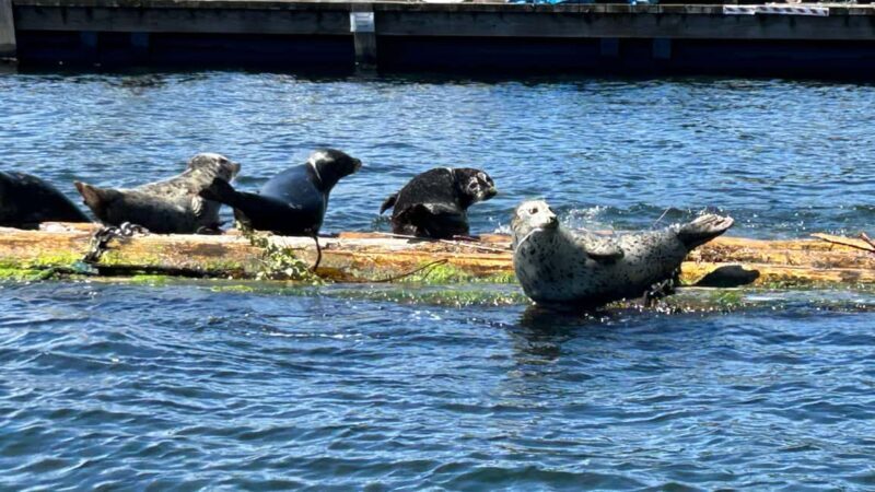 Vancouver: Private Granite Falls Boat Tour - An In-Depth Look at the Itinerary