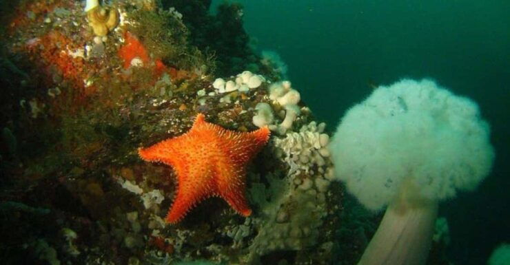 Vancouver: Scuba Dive Boat Charter for Certified Divers - Good To Know