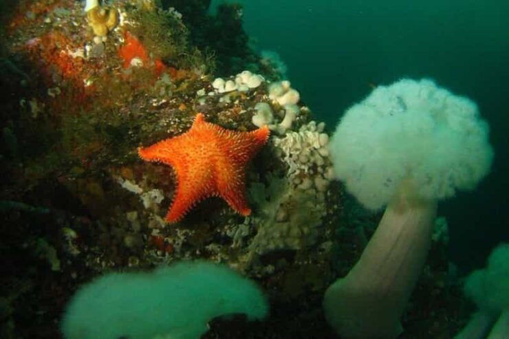 Vancouver: Scuba Dive Boat Charter for Certified Divers - Highlights of the Experience