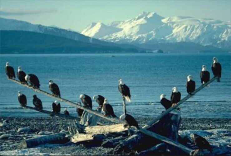 Vancouver: Sea to Sky Coast Tour With Free Time in Whistler - Good To Know