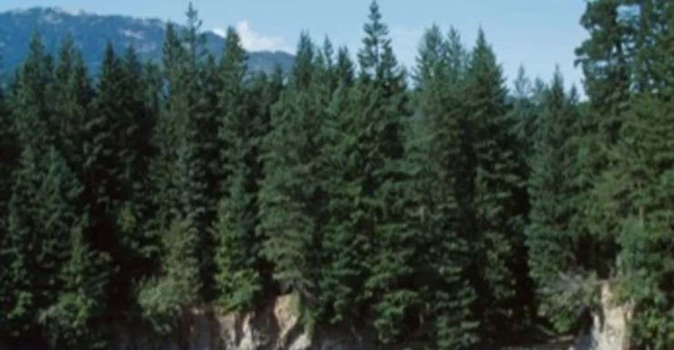 Vancouver: Sea to Sky Coast Tour With Free Time in Whistler - Itinerary Highlights