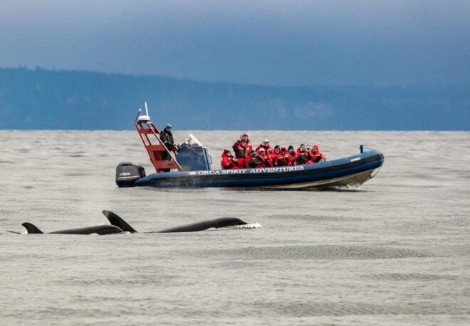 Vancouver: Seaplane to Victoria and Whale Watching Day Trip - Whale Watching Tour