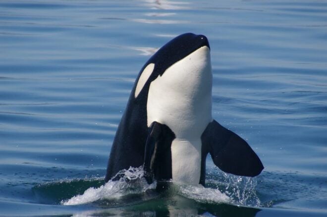 Vancouver: Seaplane to Victoria and Whale Watching Day Trip - Starting Location and Itinerary