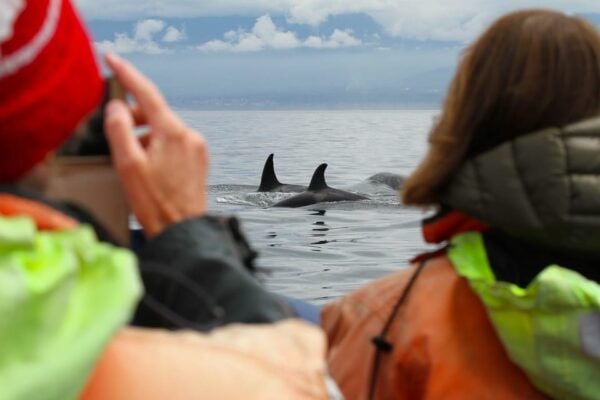 Vancouver: Seaplane to Victoria and Whale Watching Day Trip - Guide Expertise and Marine Life