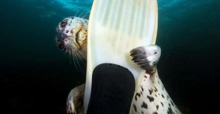 Vancouver: Snorkel, Kayak, and Seal Adventure Boat Tour - Good To Know
