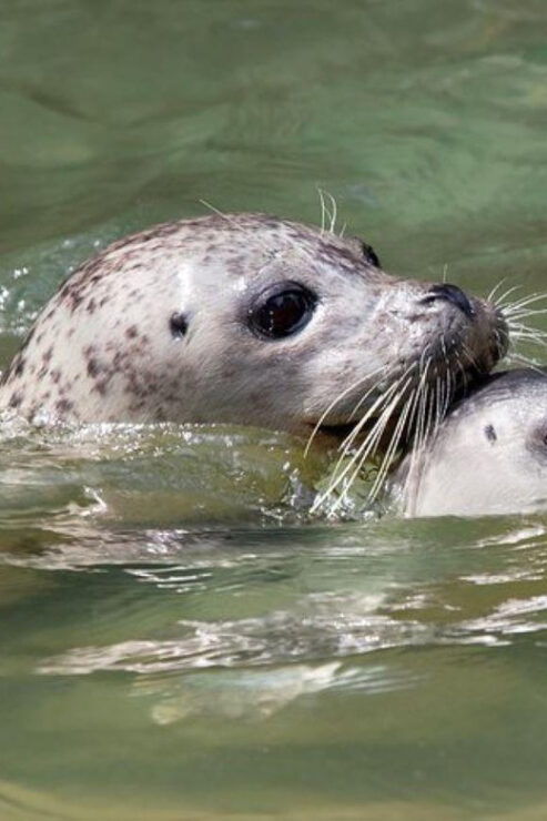 Vancouver: Snorkel, Kayak, and Seal Adventure Boat Tour - Experience Highlights