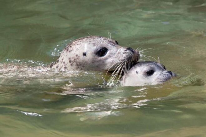 Vancouver: Snorkel, Kayak, and Seal Adventure Boat Tour - Customer Feedback