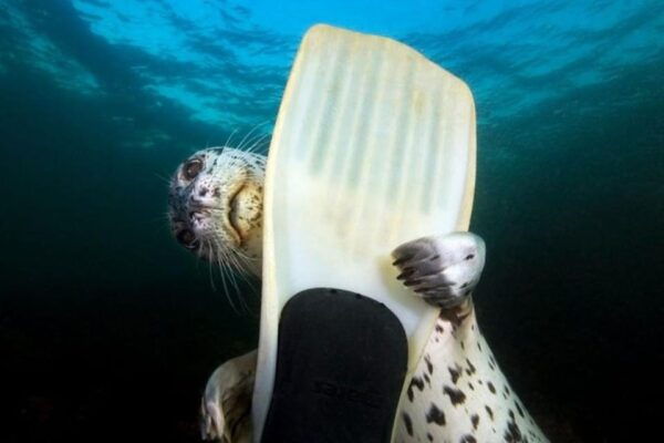 Vancouver: Snorkel, Kayak, and Seal Adventure Boat Tour - Frequently Asked Questions