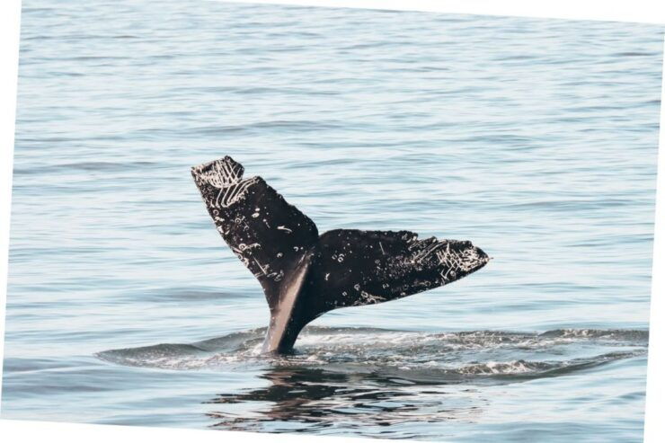 Vancouver Whale Watching Safari - Booking Details