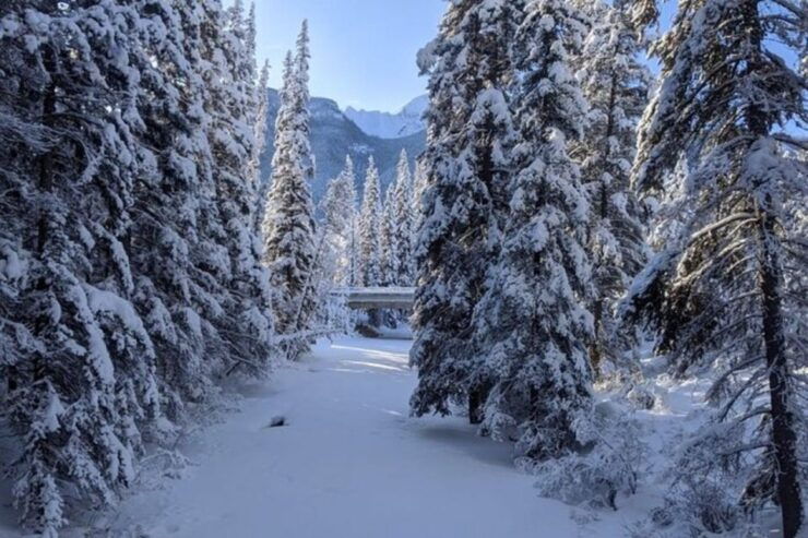 Vancouver With Stanley,Grouse Mountain&Capillano Suspension - Activity Details