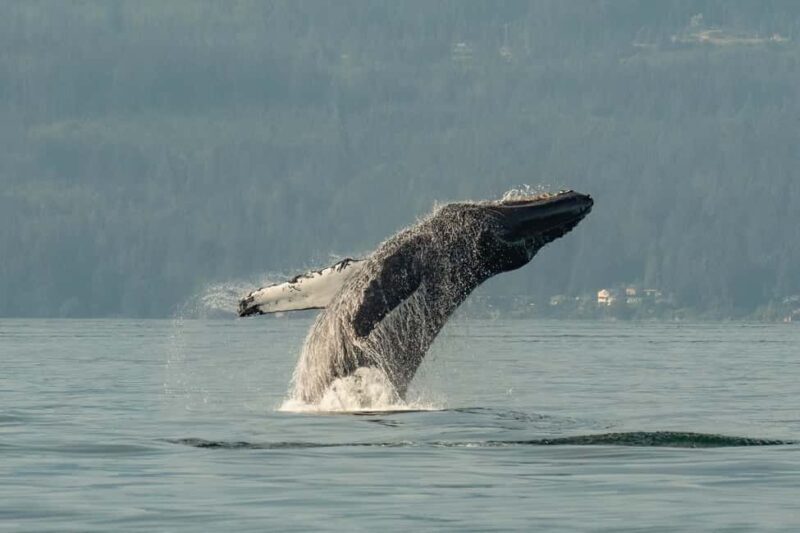 Vancouver: Zodiac Whale Watching Tour from Granville Island - Good To Know