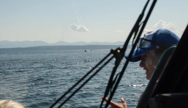 Vancouver: Zodiac Whale Watching Tour from Granville Island - Practical Details: What to Expect