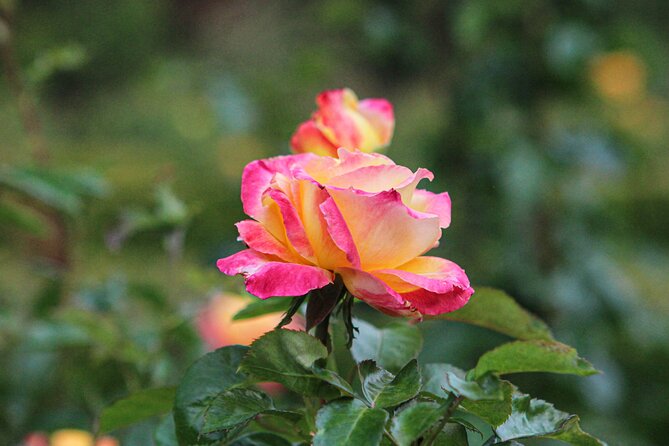 VanDusen Botanical Garden Admission Ticket - Reviews of the Attraction
